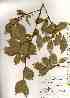  (Elaeagnus yoshinoi - TW018498)  @11 [ ] Copyright (2021) Unspecified Forestry and Forest Products Research Institute