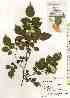  ( - TW018504)  @11 [ ] Copyright (2021) Unspecified Forestry and Forest Products Research Institute