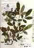  (Zanthoxylum armatum var. subtrifoliatum - TW018525)  @11 [ ] Copyright (2021) Unspecified Forestry and Forest Products Research Institute