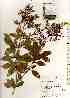  (Ligustrum salicinum - TW018529)  @11 [ ] Copyright (2021) Unspecified Forestry and Forest Products Research Institute
