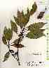  ( - TW018531)  @11 [ ] Copyright (2021) Unspecified Forestry and Forest Products Research Institute