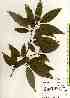  ( - TW018540)  @11 [ ] Copyright (2021) Unspecified Forestry and Forest Products Research Institute