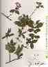  (Weigela decora f. unicolor - TW018979)  @11 [ ] Copyright (2021) Unspecified Forestry and Forest Products Research Institute