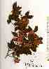  ( - TW019016)  @11 [ ] Copyright (2021) Unspecified Forestry and Forest Products Research Institute