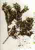  ( - TW019028)  @11 [ ] Copyright (2021) Unspecified Forestry and Forest Products Research Institute