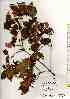  ( - TW019031)  @11 [ ] Copyright (2021) Unspecified Forestry and Forest Products Research Institute
