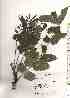  ( - TW019038)  @11 [ ] Copyright (2021) Unspecified Forestry and Forest Products Research Institute
