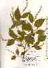 ( - TW019066)  @11 [ ] Copyright (2021) Unspecified Forestry and Forest Products Research Institute