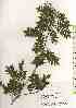  ( - TW019068)  @11 [ ] Copyright (2021) Unspecified Forestry and Forest Products Research Institute