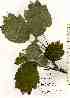  (Hydrangea sikokiana - TW019069)  @11 [ ] Copyright (2021) Unspecified Forestry and Forest Products Research Institute