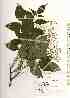  ( - TW019086)  @11 [ ] Copyright (2021) Unspecified Forestry and Forest Products Research Institute