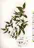  ( - TW019100)  @11 [ ] Copyright (2021) Unspecified Forestry and Forest Products Research Institute