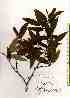  ( - TW019106)  @11 [ ] Copyright (2021) Unspecified Forestry and Forest Products Research Institute