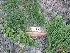  ( - TW019115)  @11 [ ] Copyright (2021) Unspecified Forestry and Forest Products Research Institute