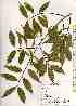 ( - TW019127)  @11 [ ] Copyright (2021) Unspecified Forestry and Forest Products Research Institute