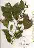  ( - TW019129)  @11 [ ] Copyright (2021) Unspecified Forestry and Forest Products Research Institute