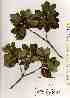  ( - TW019132)  @11 [ ] Copyright (2021) Unspecified Forestry and Forest Products Research Institute