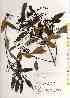  ( - TW019134)  @11 [ ] Copyright (2021) Unspecified Forestry and Forest Products Research Institute