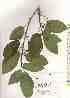  ( - TW019142)  @11 [ ] Copyright (2021) Unspecified Forestry and Forest Products Research Institute