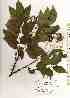  ( - TW019146)  @11 [ ] Copyright (2021) Unspecified Forestry and Forest Products Research Institute