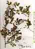  ( - TW019163)  @11 [ ] Copyright (2021) Unspecified Forestry and Forest Products Research Institute