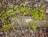  ( - TW019234)  @11 [ ] Copyright (2021) Unspecified Forestry and Forest Products Research Institute