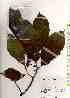  ( - TW019249)  @11 [ ] Copyright (2021) Unspecified Forestry and Forest Products Research Institute