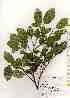  ( - TW019258)  @11 [ ] Copyright (2021) Unspecified Forestry and Forest Products Research Institute