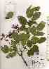  ( - TW019264)  @11 [ ] Copyright (2021) Unspecified Forestry and Forest Products Research Institute