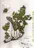  (Phyllanthus triandrus - TW019280)  @11 [ ] Copyright (2021) Unspecified Forestry and Forest Products Research Institute