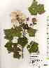  ( - TW019281)  @11 [ ] Copyright (2021) Unspecified Forestry and Forest Products Research Institute