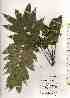  ( - TW019282)  @11 [ ] Copyright (2021) Unspecified Forestry and Forest Products Research Institute
