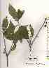  ( - TW019283)  @11 [ ] Copyright (2021) Unspecified Forestry and Forest Products Research Institute
