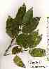  ( - TW019306)  @11 [ ] Copyright (2021) Unspecified Forestry and Forest Products Research Institute
