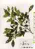  ( - TW019313)  @11 [ ] Copyright (2021) Unspecified Forestry and Forest Products Research Institute