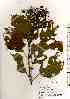  ( - TW019320)  @11 [ ] Copyright (2021) Unspecified Forestry and Forest Products Research Institute