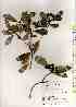  ( - TW019324)  @11 [ ] Copyright (2021) Unspecified Forestry and Forest Products Research Institute