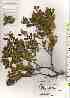  ( - TW019329)  @11 [ ] Copyright (2021) Unspecified Forestry and Forest Products Research Institute