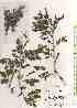  ( - TW019334)  @11 [ ] Copyright (2021) Unspecified Forestry and Forest Products Research Institute