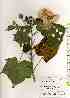  ( - TW019348)  @11 [ ] Copyright (2021) Unspecified Forestry and Forest Products Research Institute