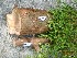  ( - TW019359)  @11 [ ] Copyright (2021) Unspecified Forestry and Forest Products Research Institute
