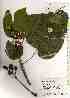  ( - TW019363)  @11 [ ] Copyright (2021) Unspecified Forestry and Forest Products Research Institute