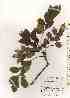  ( - TW019379)  @11 [ ] Copyright (2021) Unspecified Forestry and Forest Products Research Institute