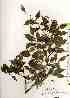  ( - TW019401)  @11 [ ] Copyright (2021) Unspecified Forestry and Forest Products Research Institute