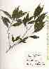  (Antidesma japonicum - TW019422)  @11 [ ] Copyright (2021) Unspecified Forestry and Forest Products Research Institute