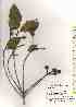  ( - TW019426)  @11 [ ] Copyright (2021) Unspecified Forestry and Forest Products Research Institute