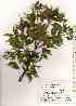  ( - TW019429)  @11 [ ] Copyright (2021) Unspecified Forestry and Forest Products Research Institute