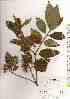  ( - TW019434)  @11 [ ] Copyright (2021) Unspecified Forestry and Forest Products Research Institute