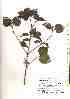  (Viburnum tashiroi - TW019461)  @11 [ ] Copyright (2021) Unspecified Forestry and Forest Products Research Institute