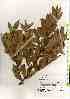  ( - TW019472)  @11 [ ] Copyright (2021) Unspecified Forestry and Forest Products Research Institute